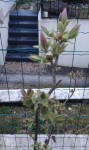 lilas.jpg