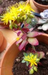 Plante Brigitte 06-04-13 02.jpg