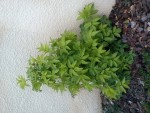DSC00078.JPG