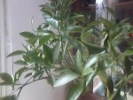 IMG000011.jpg