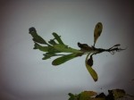 peut etre du myosotis arvensis ?