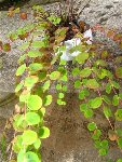 plante sur rocher 1.JPG
