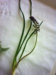 on dirait un gros muscari mais je le trouve grand et il n'y a pas de bulbe..