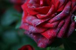 IMG_0203.JPG