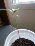 litchi , me fait une deuxieme pousse de feuilles