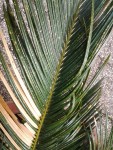 cycas01.jpg
