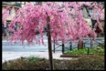 Cet arbre se trouve sur le boulevard saint-marcel