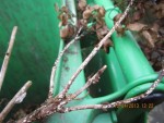 2013-03-10  KESAKO x.jpg
