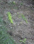 Plantons de salade et courgettes en 1er plan...