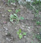 Courgettes après passage bovin!!!