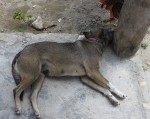 Mon aide de jardin!!! <br />Ouais bon, c'est l'heure de la sieste il faisait un bon 35°