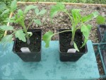 Voilà la différence de feuilles entre une tomate classique et une tomate feuille de pommes de terre.