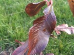 DSC_0295.jpg