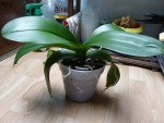 mon &quot;énorme&quot; pot