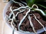 mes grosses écorces faites maison (écorces de paillage à l'origine)
