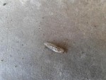 IMG_20130413_161420.jpg