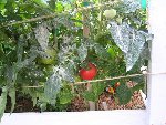 Jardin.jpg