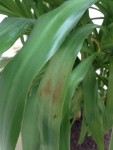 yucca.jpeg