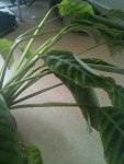 Photo 005.jpg