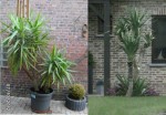 133718379-yucca-a-18-tronc-au-2-m-de-haut.jpg