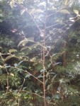 light-DSC00418.jpg