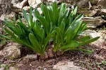 Connaissez vous cette plante aux trèsgros bulbes ?
