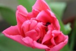 tulipe vue du haut.jpg