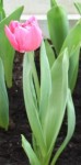 tulipe vue de profil.jpg