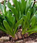 PLANTE A GROS BULBES_detail_modifié-2.jpg
