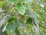 arbre1.JPG