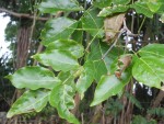 Arbre1.JPG