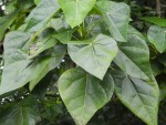 arbre2.JPG
