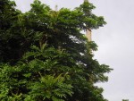 arbre3.JPG