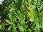 Arbre3.JPG