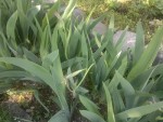 2013-04-20-158.jpg