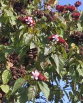 Arbre produisant des cosses qui servent de colorants alimentaires...