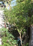 Un p'tit arbre à piments...