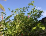 Piments de près...
