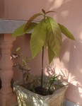 Mon avocat, planté il y a env. 1 mois...