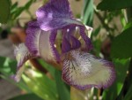 iris_nain_dale_dennis.jpg