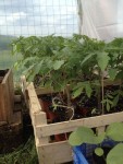 tomate serre.JPG
