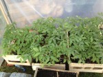 tomate serre 2.JPG