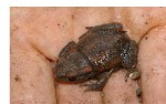 habitant.JPG