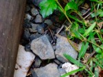 DSC00737.JPG