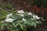 Mon viburnum en 2012