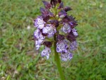 orchis_purpura_orchidee_pourpre_01.jpg
