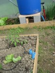 Ce bidon et alimenté par des cuves qui sont à 35 m de là, et qui récupère l'eau de pluie.<br />Tuyau rouge sur la photo.<br />De ce bidon, je dispatche l'eau vers les planches grâce à un tuyau de 6 mm.<br />Pour éviter de laisser traîner des bouts de tuyaux dans l'allée, j'ai passé des gros tuyaux (bleu) et à l'intérieur les plus petits qui alimentent les goûteurs.