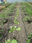 Deuxième photo, l'alignement des goûteurs au pied des plans de tomates.