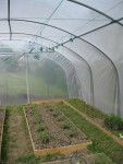 Troisième photo,<br />les fils en attente près à faire monter les plans de tomates.