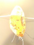 patate douce , dans l eau depuis le 7 avril